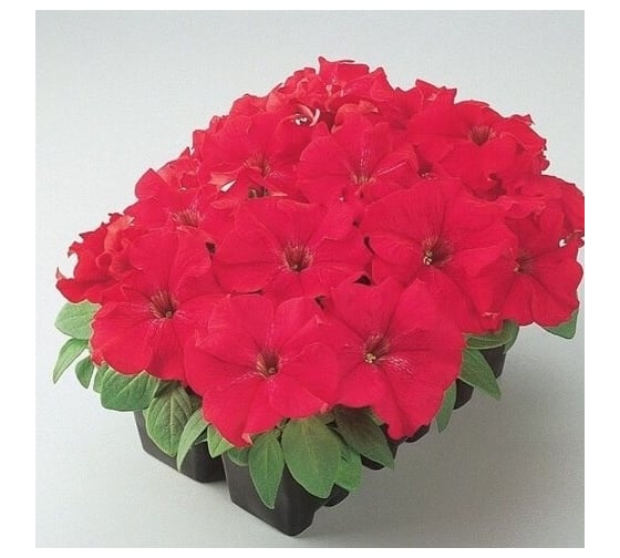 Петуния крупноцвет дримз ред f1 70 шт эс мини ELITE PLANT-BREEDING & SEED PRODUCTION Co. 1999943408