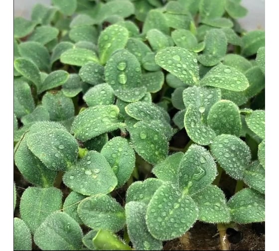 Микрозелень-семена для проращивания ELITE PLANT-BREEDING & SEED PRODUCTION Co. огуречная трава медонос 1000 г эс (банка) 1071858524