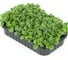 Микрозелень-семена для проращивания ELITE PLANT-BREEDING & SEED PRODUCTION Co. огуречная трава медонос 1000 г эс (банка) 1071858524 2
