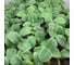 Микрозелень-семена для проращивания ELITE PLANT-BREEDING & SEED PRODUCTION Co. огуречная трава медонос 1000 г эс (банка) 1071858524 3