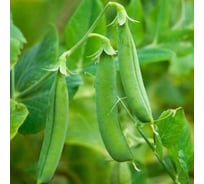 Горох овощной АЭЛИТА Русский гигант Лущильный, 25г 00-00569751