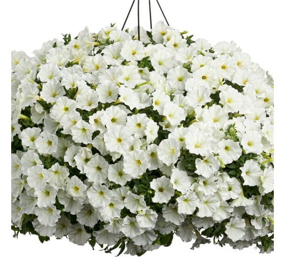 Петуния АЭЛИТА ВОДОПАДИЯ F1 белая Одн (драже в пробирке), 7шт 00-00591137