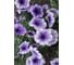 Петуния АЭЛИТА Елена Прекрасная F1 многоцветковая Одн (драже в пробирке) 10шт 00-00569637 3