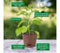 Набор для выращивания растений Plant Republic Перец острый Тринидад Скорпион Красный pr-017 5
