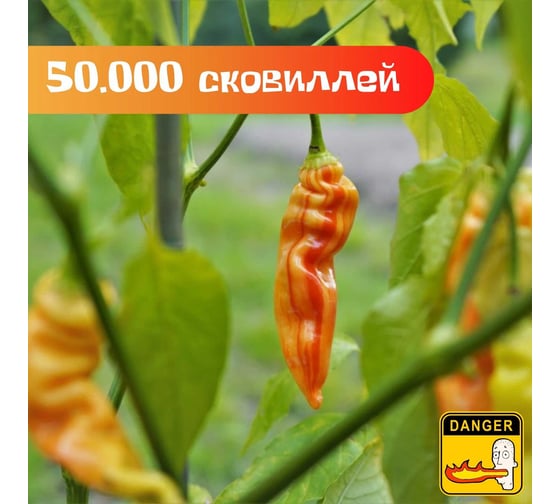 Набор для выращивания растений Plant Republic Сахарная Лихорадка pr-018