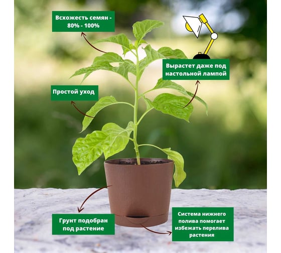 Набор для выращивания растений Plant Republic Сахарная Лихорадка pr-018
