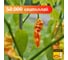 Набор для выращивания растений Plant Republic Сахарная Лихорадка pr-018 3