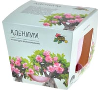 Набор для выращивания растений Магия цветов Адениум mf-001