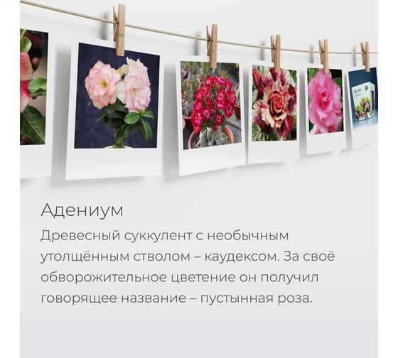 Набор для выращивания растений Магия цветов Адениум mf-001