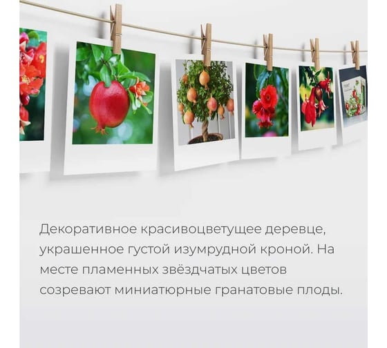 Набор для выращивания растений Магия цветов Гранат mf-002