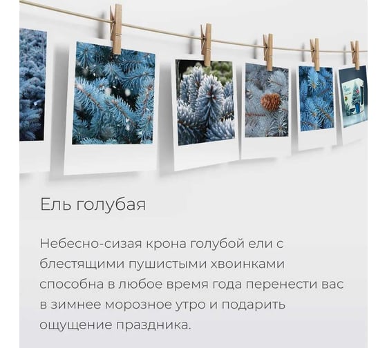 Набор для выращивания растений Магия цветов Ель голубая mf-010