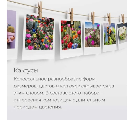 Набор для выращивания растений Магия цветов Микс кактусов mf-003