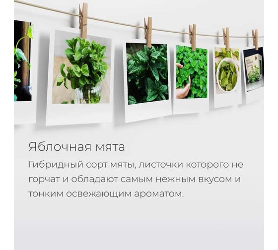 Набор для выращивания растений Магия цветов Мята яблочная mf-005