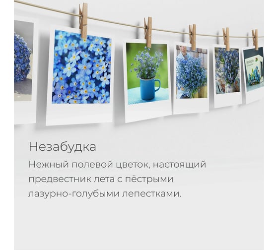 Набор для выращивания растений Магия цветов Незабудка mf-006