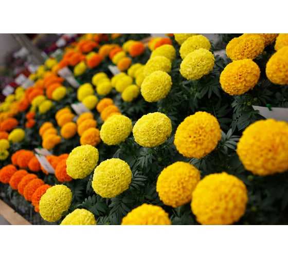 Бархатцы пр. махр Тайшан МИКС F1 ELITE PLANT-BREEDING & SEED PRODUCTION Co. 20 шт ЭС мини 1026993771