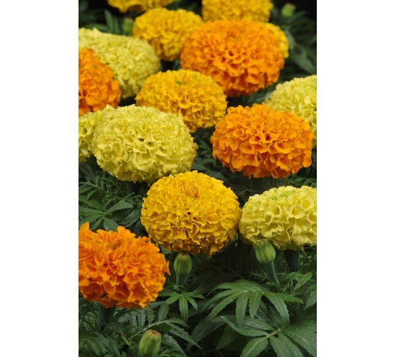 Бархатцы пр. махр Тайшан МИКС F1 ELITE PLANT-BREEDING & SEED PRODUCTION Co. 20 шт ЭС мини 1026993771