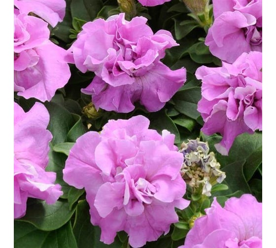 Петуния многоцвет махр. Дуо Лавендер F1 ELITE PLANT-BREEDING & SEED PRODUCTION Co. 50 шт ЭС мини 1026993802