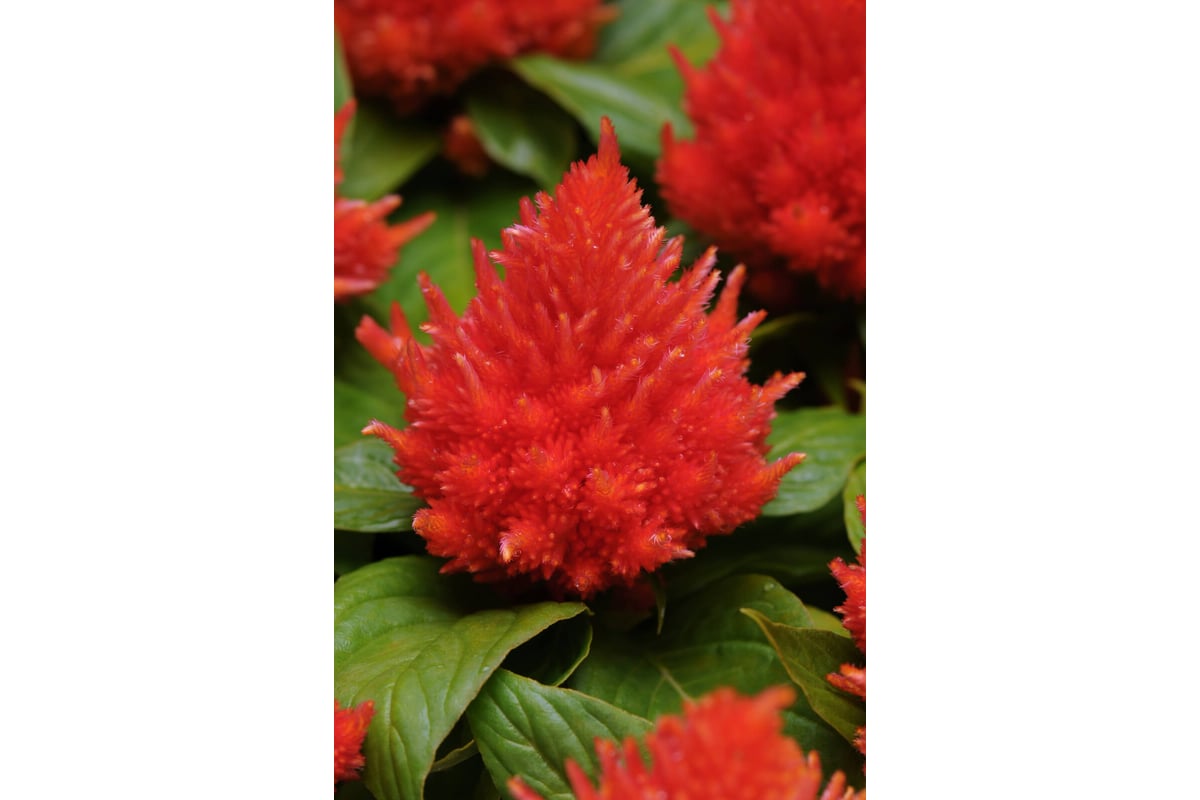 Целозия перистая Айс Крим Оранж 30 шт ELITE PLANT-BREEDING & SEED ...