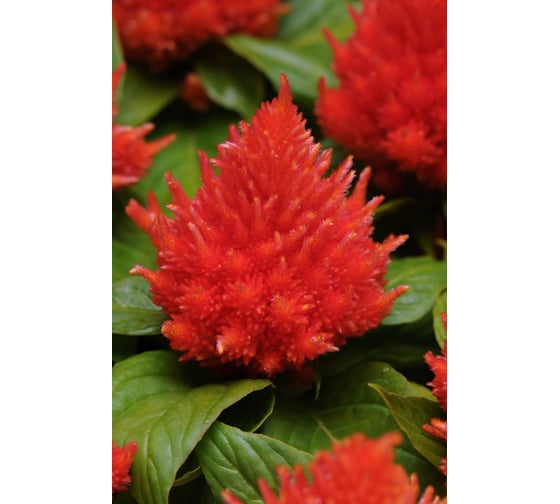 Целозия перистая Айс Крим Оранж 30 шт ELITE PLANT-BREEDING & SEED PRODUCTION Co. ЭС мини 1026994503