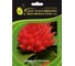 Целозия перистая Айс Крим Оранж 30 шт ELITE PLANT-BREEDING & SEED PRODUCTION Co. ЭС мини 1026994503 1