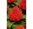 Целозия перистая Айс Крим Оранж 30 шт ELITE PLANT-BREEDING & SEED PRODUCTION Co. ЭС мини 1026994503 2