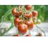 Семена томата шоколадного сливовидного Сармат F1 ELITE PLANT-BREEDING & SEED PRODUCTION Co. 100 шт ЭС мини 1070009286 2