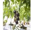 Семена томата Ультравиолет F1 ELITE PLANT-BREEDING & SEED PRODUCTION Co. 100 шт ЭС мини 1071862667 3