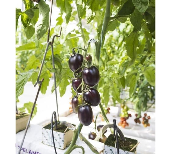 семена томата Ультравиолет F1 ELITE PLANT-BREEDING & SEED PRODUCTION Co. 20 шт ЭС мини 1071862909