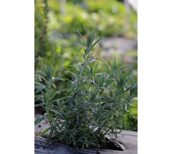 Семена розмарина Бирюса ELITE PLANT-BREEDING & SEED PRODUCTION Co. 50 г ЭС 1026995425
