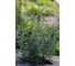Семена розмарина Бирюса ELITE PLANT-BREEDING & SEED PRODUCTION Co. 50 г ЭС 1026995425 2