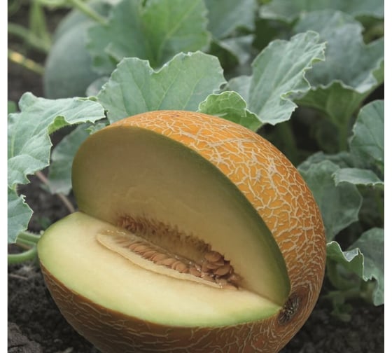 Семена дыни Миллениум F1 ELITE PLANT-BREEDING & SEED PRODUCTION Co. 20 шт ЭС мини 1999947939