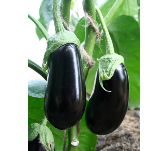 Семена баклажана Альмалик F1 50 г ELITE PLANT-BREEDING & SEED PRODUCTION Co. ЭС 1026995383