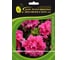 Петуния крупноцветная махровая Дабл Каскад Пинк F1 ELITE PLANT-BREEDING & SEED PRODUCTION Co. 500 шт, ЭС мини 1026998709 1