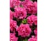 Петуния крупноцветная махровая Дабл Каскад Пинк F1 ELITE PLANT-BREEDING & SEED PRODUCTION Co. 500 шт, ЭС мини 1026998709 2