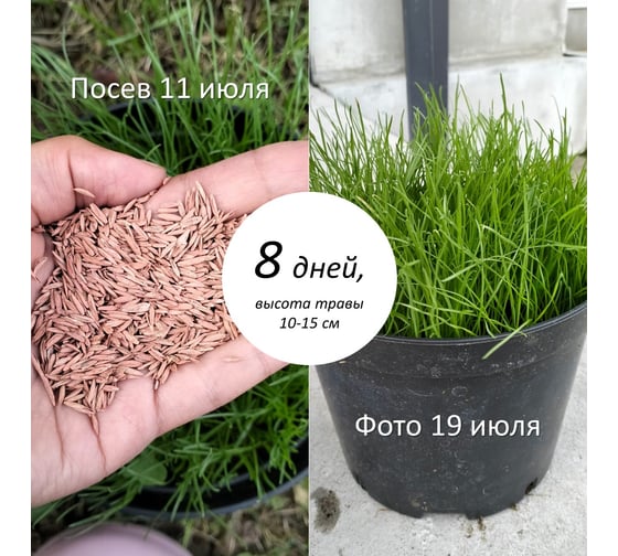 Семена POWERSEED - в питательной оболочке 5 кг, для быстрого восстановления и ремонта газона 4607160331010
