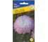 Астра "Тауэр" Кварцевая Престиж-Семена 00003554 1