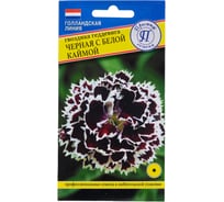 Гвоздика геддевига "Черная с белой каймой" Престиж-Семена 00030078