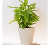 Горшок с дренажной системой Santino Луи VipSet 1,2л, крем AML-1,2-02