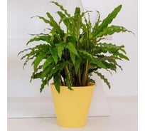 Горшок с дренажной системой Santino Луи VipSet 2,7л, желтый AML-2,7-07