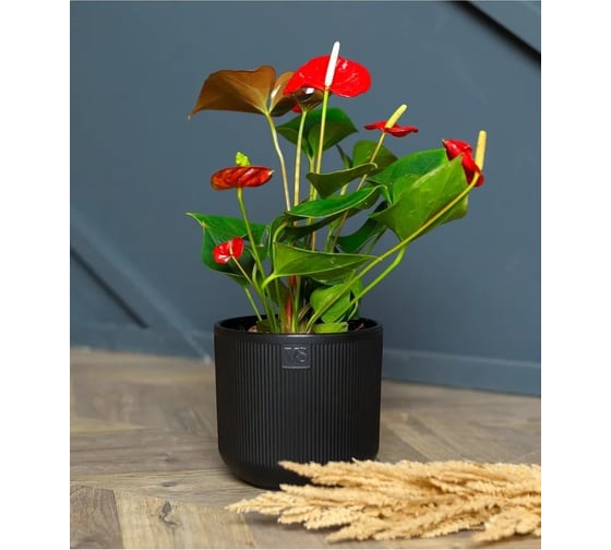 Горшок с дренажной системой Santino Росси VipSet 3.1л, черный AMR-3,1-11 1