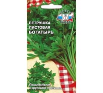 Петрушка СеДек Богатырь (листовая)(поздн.спел.,крупн.,т.-зелен.,сильн.аромат). Евро, 2 15436