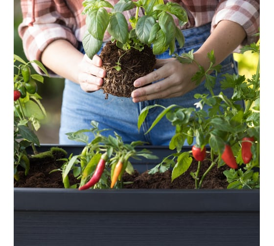 Кашпо-грядка KETER Алфреско, ALFRESCO GARDEN BED 253703