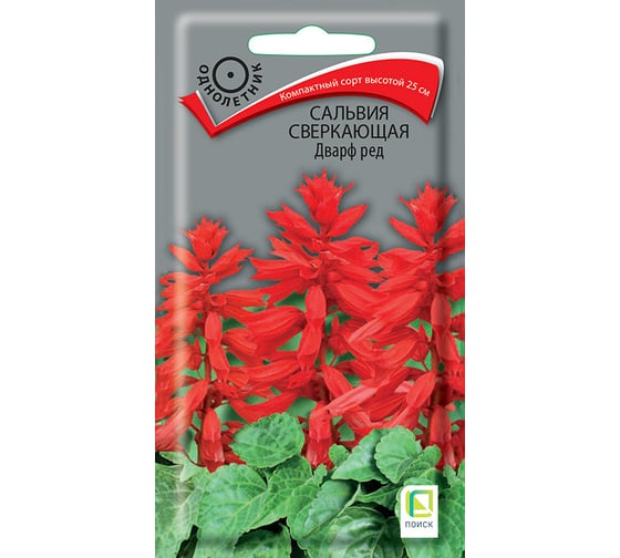 Сальвия Агрохолдинг ПОИСК сверкающая Дварф ред 0,1гр 470711 1
