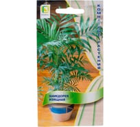 Хамедорея Изящная 5шт 570682