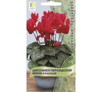 Цикламен персидский мини Агрохолдинг ПОИСК Красный 2шт 821100