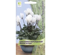 Цикламен персидский мини Агрохолдинг ПОИСК Белый 2шт 821102