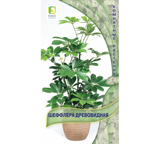 Шеффлера древовидная . 5шт 813068 1