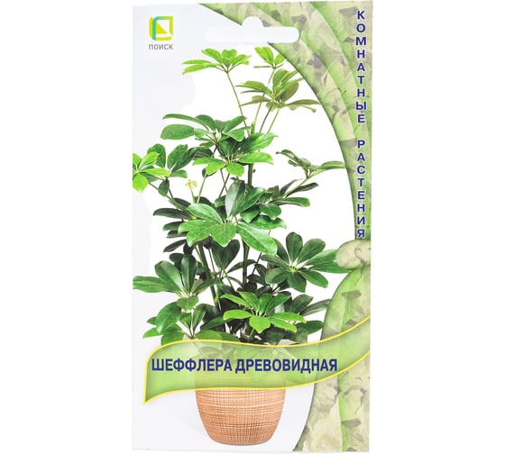 Шеффлера древовидная . 5шт 813068