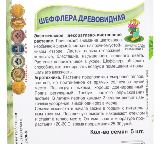Шеффлера древовидная . 5шт 813068