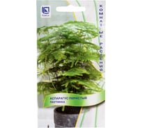 Аспарагус Агрохолдинг ПОИСК перистый Паутинка 5шт 140181